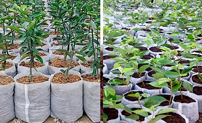 Empaques Biodegradables